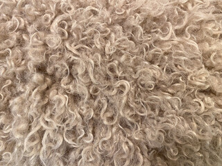 Soft beige curly wool texture close-up with natural fiber patterns and intricate details © Daphne