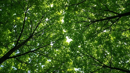 Lush green tree canopy with sunlight filtering through leaves
