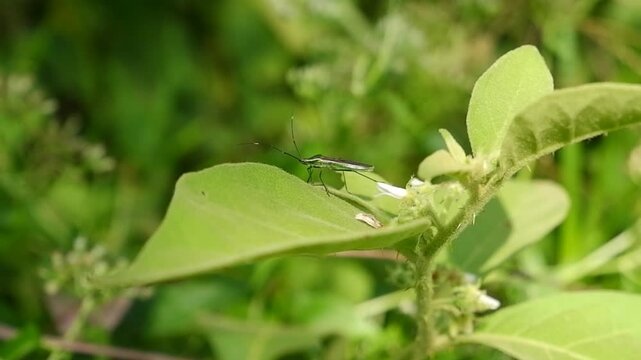 Close-up of Plant Bug Nymph in Lush Tropical Greenery