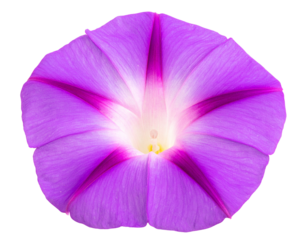 Isolated image of purple morning glory flower on png file at transparent background.  