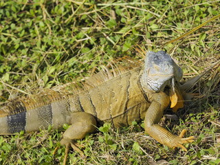 Green Iguana in Flores Guatemala グリーンイグアナ