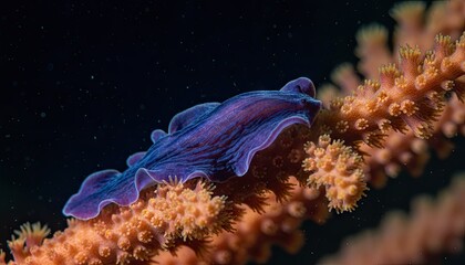 Deep Sea Blue Flatworm Crawls On Vibrant Orange Coral Branch Underwater Macro Shot