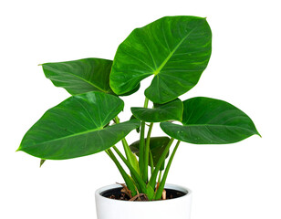 Photo of a growing Colocasia plant in a pot with beautiful broad green leaves, isolat