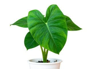 Photo of a growing Colocasia plant in a pot with beautiful broad green leaves, isolat