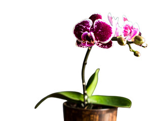 Photo of beautiful purple and white phalaenopsis orchid growing in a pot isolated on 