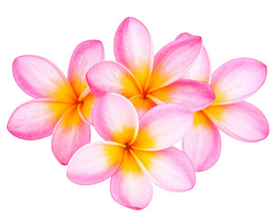 Photograph of beautiful pink frangipani flowers isolated on transparent background pn 