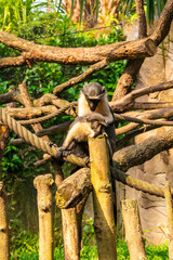 Monkey Pair Resting on Wooden Structure