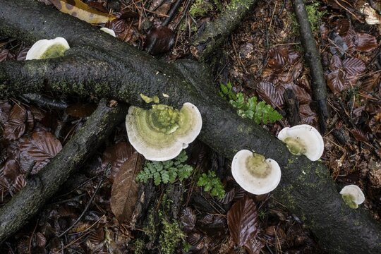 Hairy bracket (Trametes hirsuta), Emsland, Lower Saxony, Germany