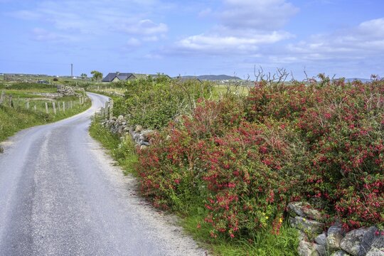 Fuchsia hedges on Omey Island, Cloon, Sillerna, County Galway, Ireland