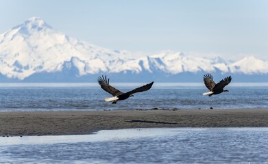 Two Bald Eagles Haliaeetus Leucocephalus