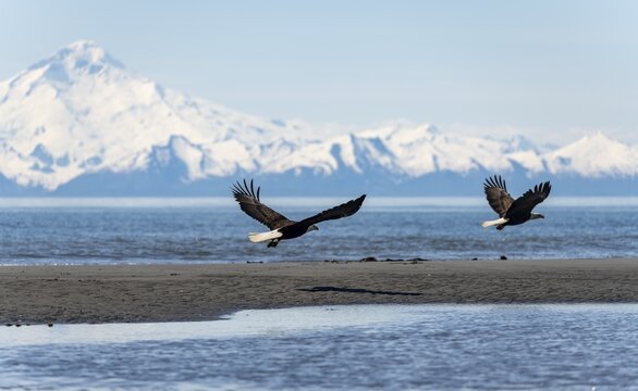 Two bald eagles (Haliaeetus leucocephalus) flying on the beach at Anchor Point on Cook Inlet, white mountain peak of Mount Redoubt, Anchor Point, Anchor River State Recreation Area, Alaska, USA