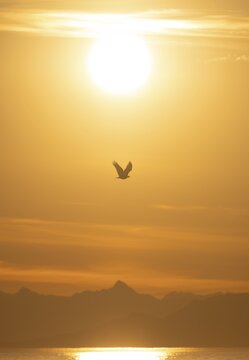 Bald eagle (Haliaeetus leucocephalus) in flight in front of the setting sun, sunset, picturesque golden light of the midnight sun, Cook Inlet, Anchor Point, Anchor River State Recreation Area, Alaska, USA