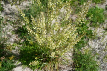 Blue green moor grass (Koeleria glauca) growing in a dry sandy habitat.