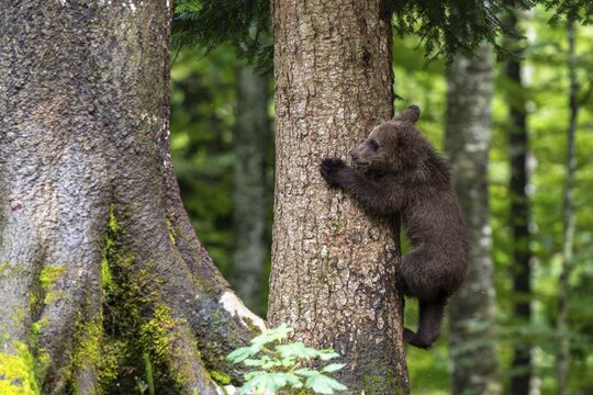 European brown bear (Ursus arctos arctos), young animal climbing on tree, Notranjska region, Slovenia
