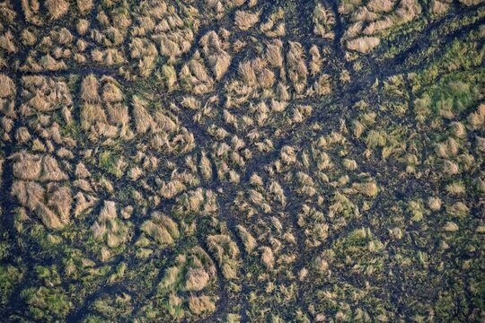 Structure and pattern, grass from above, marshland, landscape, aerial view of the Okavango Delta, near Maun, Okavango Delta, Botswana