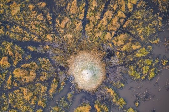 Single termite hill in swamp, landscape, aerial view of the Okavango Delta, near Maun, Okavango Delta, Botswana