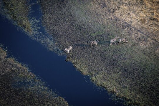 Steppe zebras (Equus quagga) drinking by the river, aerial view, Okavango Delta, Botswana