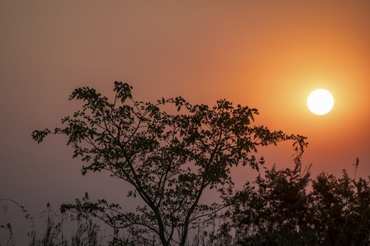Tree with sunset, Zambezi region, Caprivi Strip, Namibia