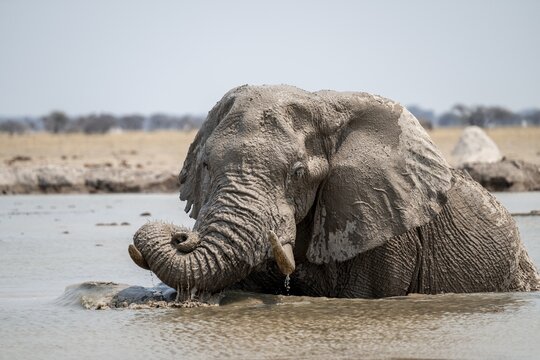 African elephant (Loxodonta africana) swimming in waterhole, Nxai Pan National Park, Botswana