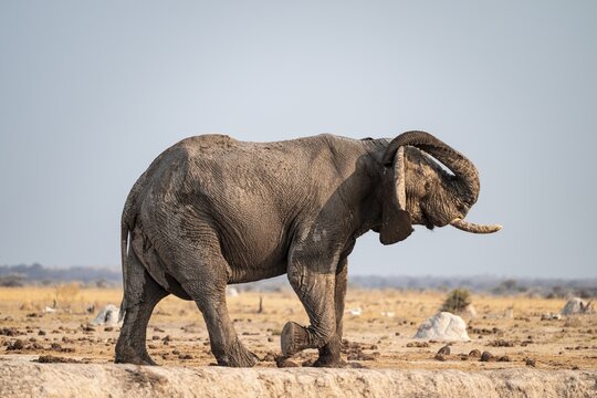 African elephant (Loxodonta africana) scratches its trunk behind its ears, Lustig, Nxai Pan National Park, Botswana