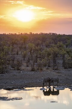 Sunset, steppe zebras (Equus quagga) at Halali waterhole, Etosha National Park, Namibia