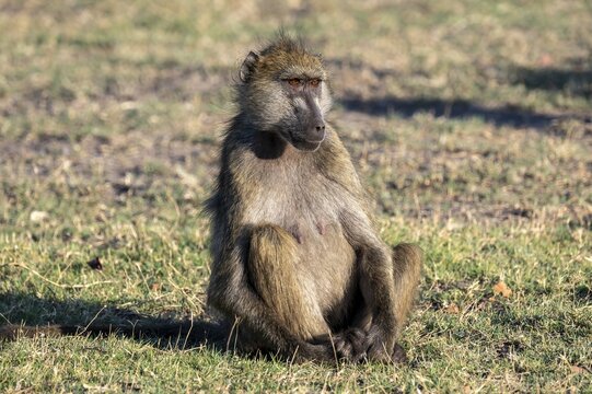 Chacma baboons (Papio ursinus), Ihaha, Chobe National Park, Botswana