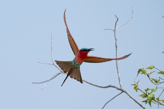 Southern carmine bee-eater (Merops nubicoides), bee-eaters flying against a blue sky, Okavango Delta, Moremi Game Reserve, Botswana