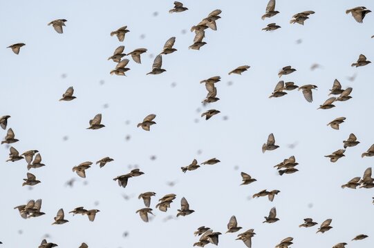 Swarm of sparrows in flight, Savuti, Chobe National Park, Botswana