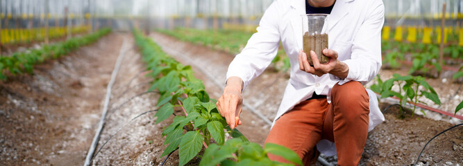 Vegetable growing in organic farm. Male scientist working in organic vegetables farm. Agricultural researcher studies research in greenhouse farm. Botanist research soil at vegetable farm