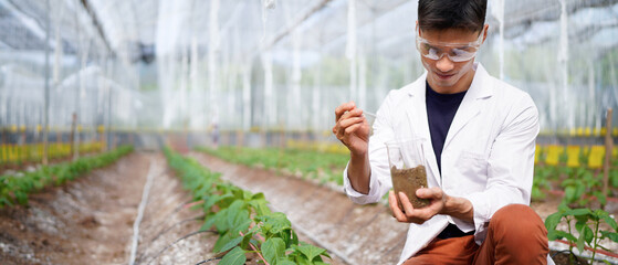 Vegetable growing in organic farm. Male scientist working in organic vegetables farm. Agricultural researcher studies research in greenhouse farm. Botanist research soil at vegetable farm