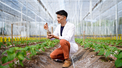 Vegetable growing in organic farm. Male scientist working in organic vegetables farm. Agricultural...