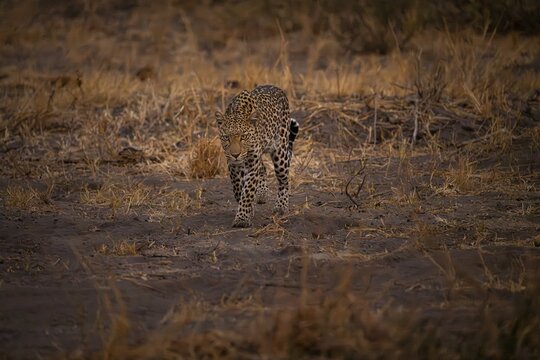 Female, leopard (Panthera pardus) snorting, dry grass, Savuti, Chobe National Park National Park, Botswana