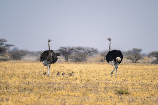 African ostrich (Struthio camelus), adult female and male with six young animals, chicks, animal family, African savanna, Nxai Pan National Park, Botswana