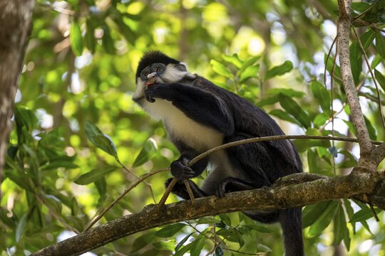 Red-tailed monkeys or Congo white-nosed monkeys (Cercopithecus ascanius schmidti), Kibale National Park, Uganda