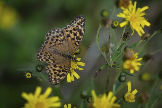 Fototapeta Imperial mantle or silver line (Argynnis paphia) on yellow dandelion flowers, Sweden