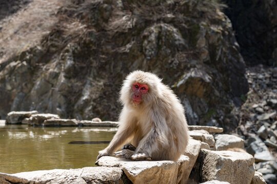 Japanese macaque (Macaca fuscata) sitting on rocks near water, Yamanouchi, Nagano Prefecture, Honshu Island, Japan