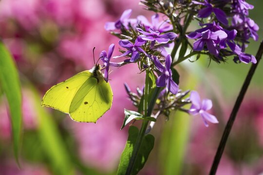 Lemon butterfly (Gonepteryx rhamni) sits on purple flowers of a flame flower or phlox, Finland