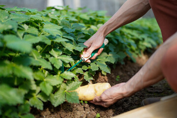 Close-up of hands harvesting fresh potatoes from rich soil in a greenhouse, showcasing agricultural...