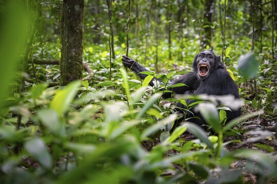 Aggression, chimpanzee (Pan Troglodytes) baring teeth, adult male between leaves in jungle, Kibale National Park, Uganda