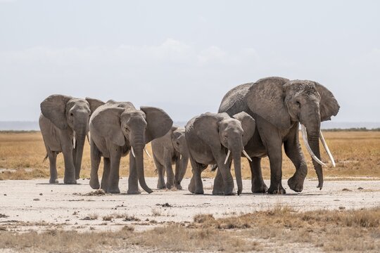 African elephants (Loxodonta africana), herd in dry savanna, Amboseli National Park, Rift Valley Province, Kenya