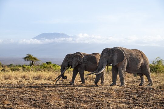 Two African elephants (Loxodonta africana) in a picturesque savanna landscape with the summit of Mount Kilimanjaro, the famous Super Tusker elephant Craig with his friend Pascal, old male with long tusks, in the evening light, Kajiado County, Kenya