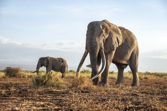 Two African elephants (Loxodonta africana) in a picturesque landscape with the summit of Mount Kilimanjaro, the famous Super Tusker elephant Craig with his friend Pascal, old male with long tusks, in the evening light, Kajiado County, Kenya