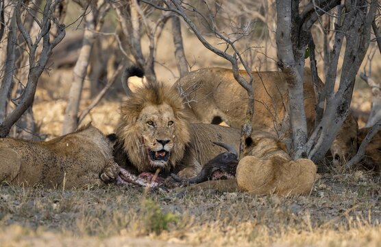 Lion (Panthera Leo) with kill, pack eats captured buffalo, adult male with prey, Moremi Game Reserve, Botswana