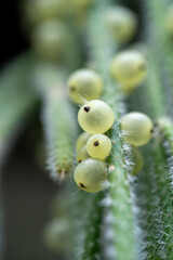 Macro Detail of Euphorbia Plant with Seed Pods