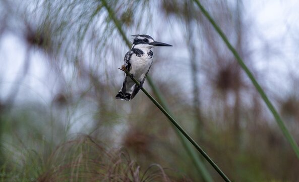 Grey fisherman (Ceryle rudis), calling, bird sitting on papyrus stalk, Mabamba swamp, Lake Victoria, Uganda