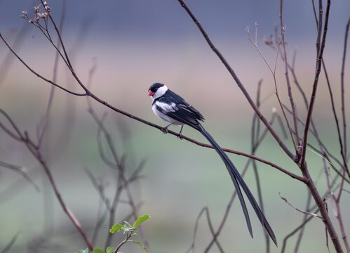 Dominican widow (Vidua macroura) in brood dress, Uganda