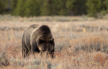 Grizzly Bear in Autumn in Grand Teton National Park Wyoming