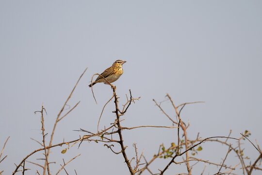 Lark (Calendulauda) sitting on a branch, Kruger National Park, South Africa