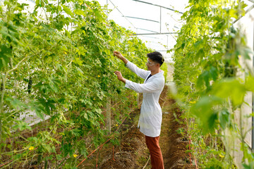 man in a white coat and glasses checks the ripeness of a large, bitter melon while holding it. The eggplant hangs on a plant in a greenhouse during the day.