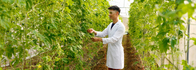man in a white coat and glasses checks the ripeness of a large, bitter melon while holding it. The...